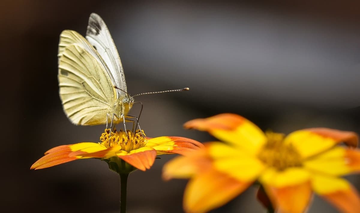 Bougie ange de couleur